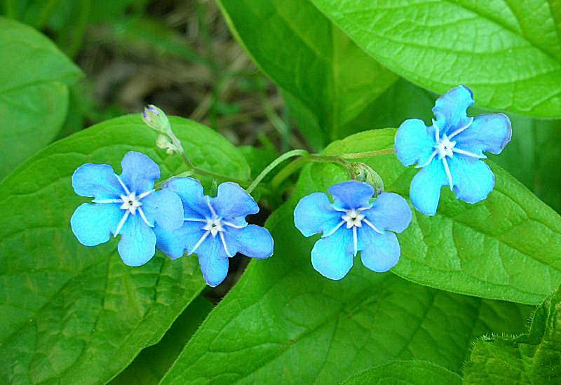 Omphalodes verna / Borrana